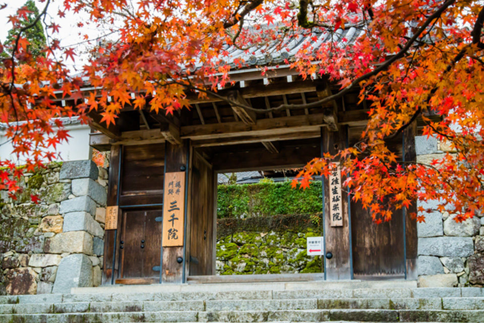 京都の紅葉を見るなら三千院へ 東洋の宝石箱と称賛された庭園を見に行ってみませんか Caedekyoto カエデ京都 紅葉と伝統美を引き継ぐバッグ