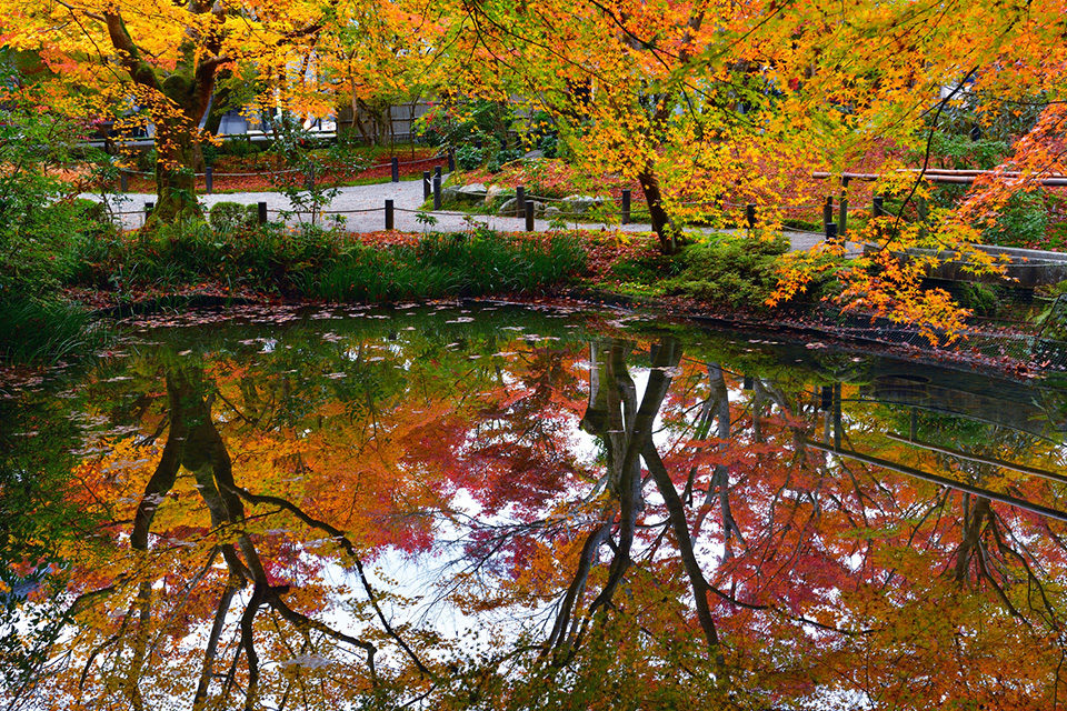 京都的紅葉最佳觀賞時期是 年京都的紅葉 應該在這裡觀賞 Caede L Elisir 紅楓葉 愛麗絲亞京都
