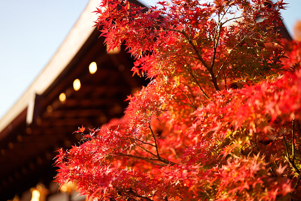 京都の紅葉が見ごろの時期はいつ 22年の京都の紅葉は ここを見るべき Caedekyoto カエデ京都 紅葉と伝統美を引き継ぐバッグ