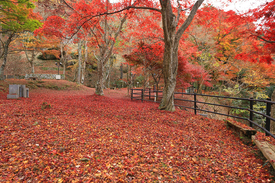 秋の京都でしか見られない紅葉が魅せる絶景とは 思い出の1枚を残すならここがおすすめ Caedekyoto カエデ京都 紅葉 と伝統美を引き継ぐバッグ