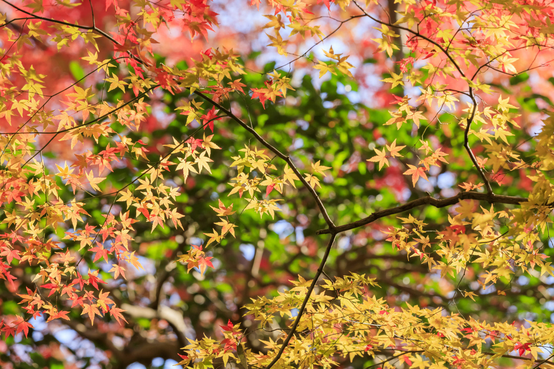 11月は京都の紅葉がよく映える季節です 風土や気候を知って時節それぞれの見どころをご紹介します Caedekyoto カエデ京都 紅葉 と伝統美を引き継ぐバッグ
