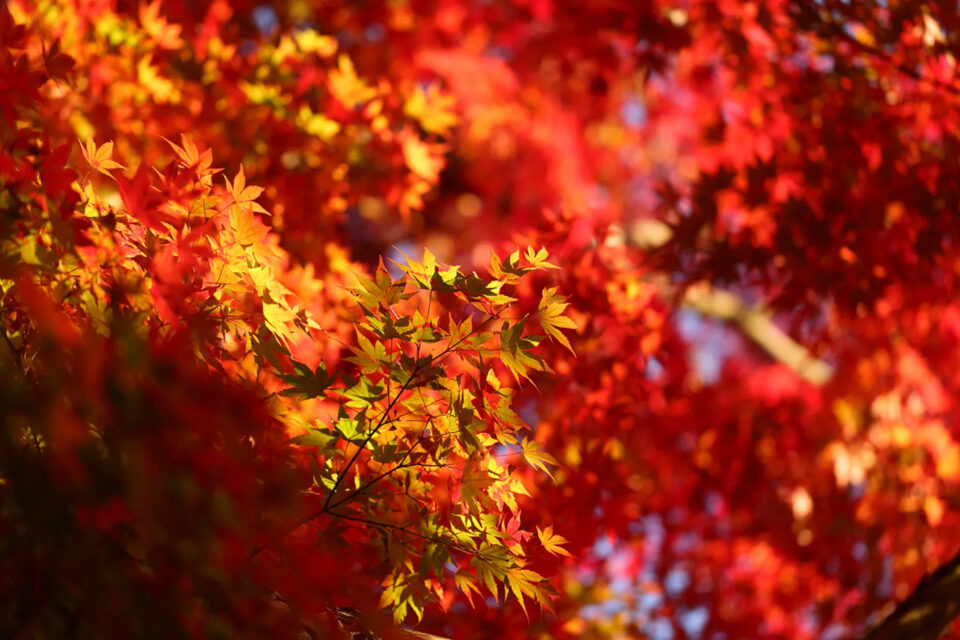 京都の紅葉が見ごろの時期はいつ 22年の京都の紅葉は ここを見るべき Caedekyoto カエデ京都 紅葉と伝統美を引き継ぐバッグ