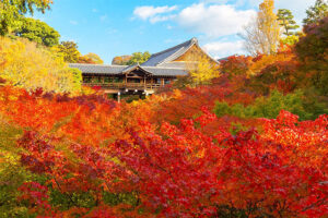 京都　東福寺　紅葉絶景