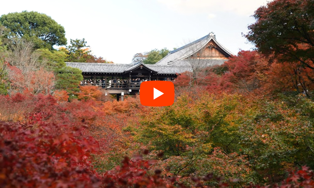 京都 東福寺 紅葉バナー