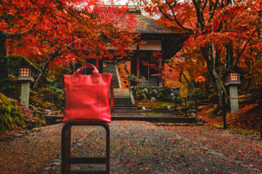 京都の紅葉が見ごろの時期はいつ？2024年の京都の紅葉は、ここを見るべき！