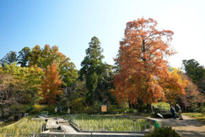 京都府植物園 紅葉