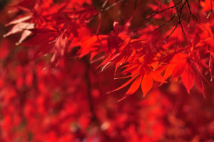 京都　おすすめ紅葉