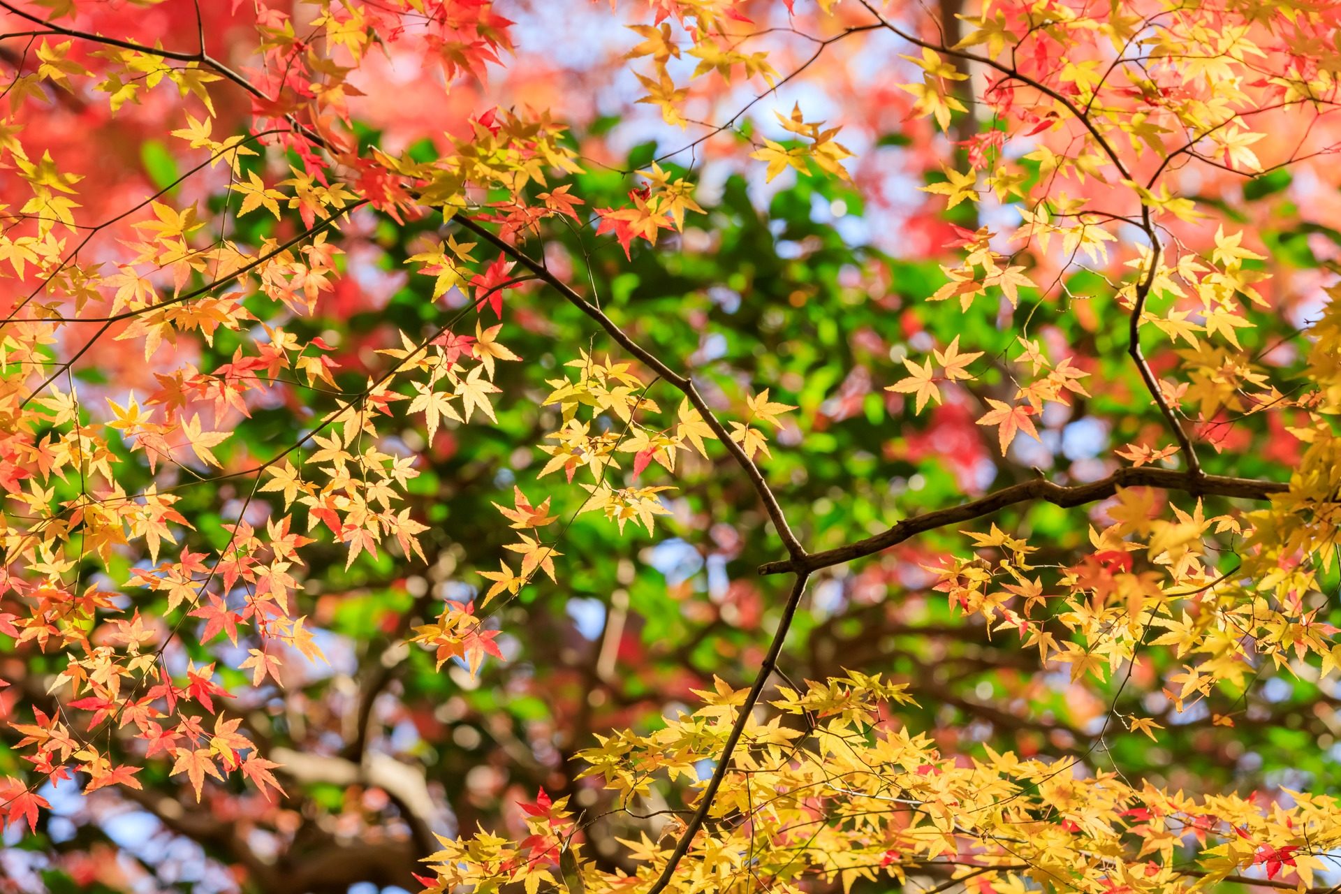 曼殊院　京都　紅葉