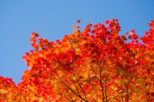 真如堂　京都　紅葉