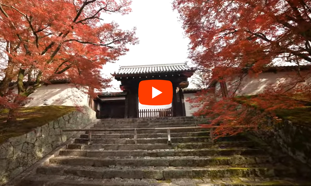 京都 曼殊院 紅葉(4K) カエデ・エリシア京都 caede|L’ELISIR KYOTO