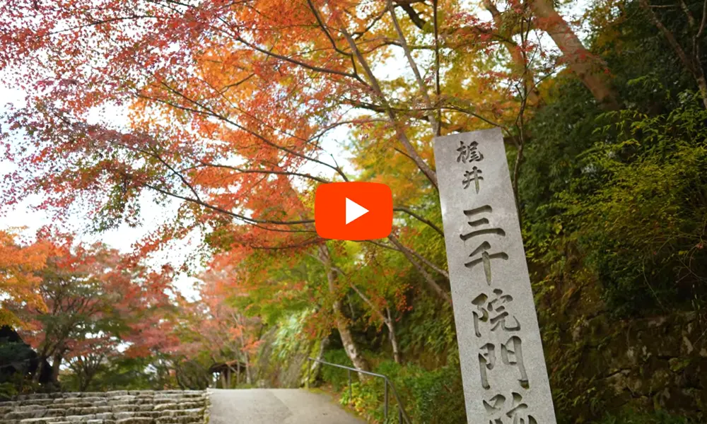 京都 三千院 紅葉(4K) カエデ・エリシア京都 caede|L’ELISIR KYOTO