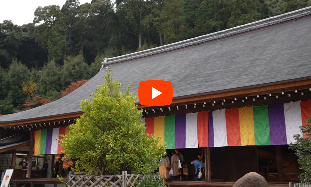 京都 二尊院 紅葉(4K) カエデ・エリシア京都 caede|L’ELISIR KYOTO