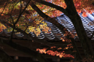京都・大覚寺の紅葉