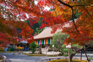 京都二尊院の紅葉