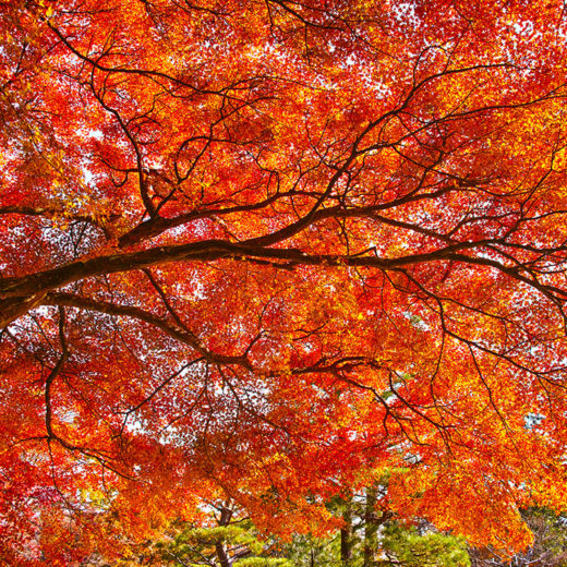 京都嵯峨野の紅葉