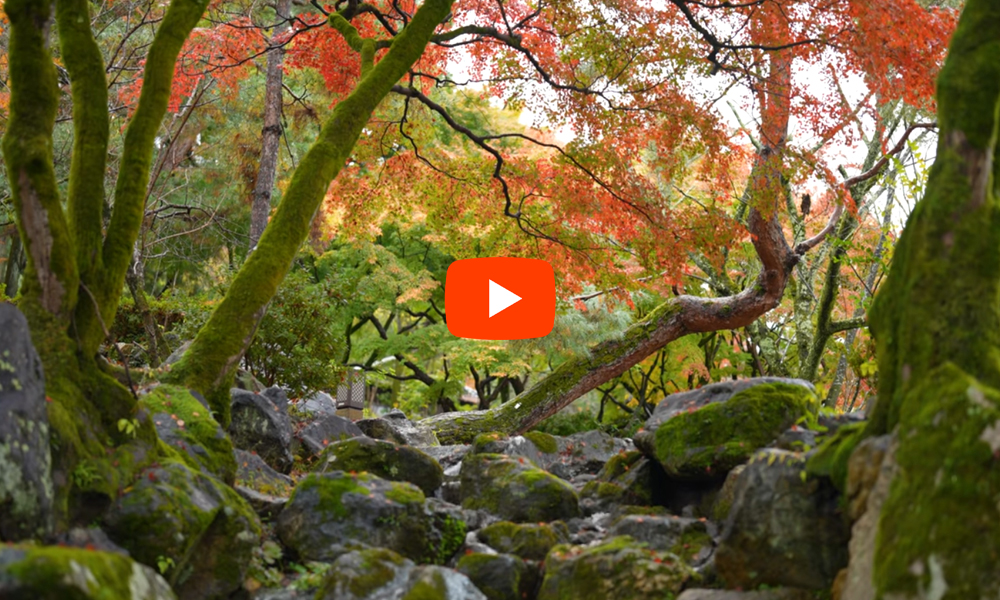 京都 円山公園 紅葉(4K) カエデ・エリシア京都 caede|L’ELISIR KYOTO