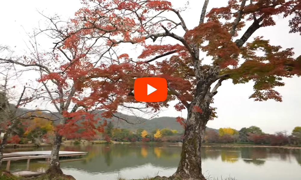 京都 大覚寺 紅葉(4K) カエデ・エリシア京都 caede|L’ELISIR KYOTO