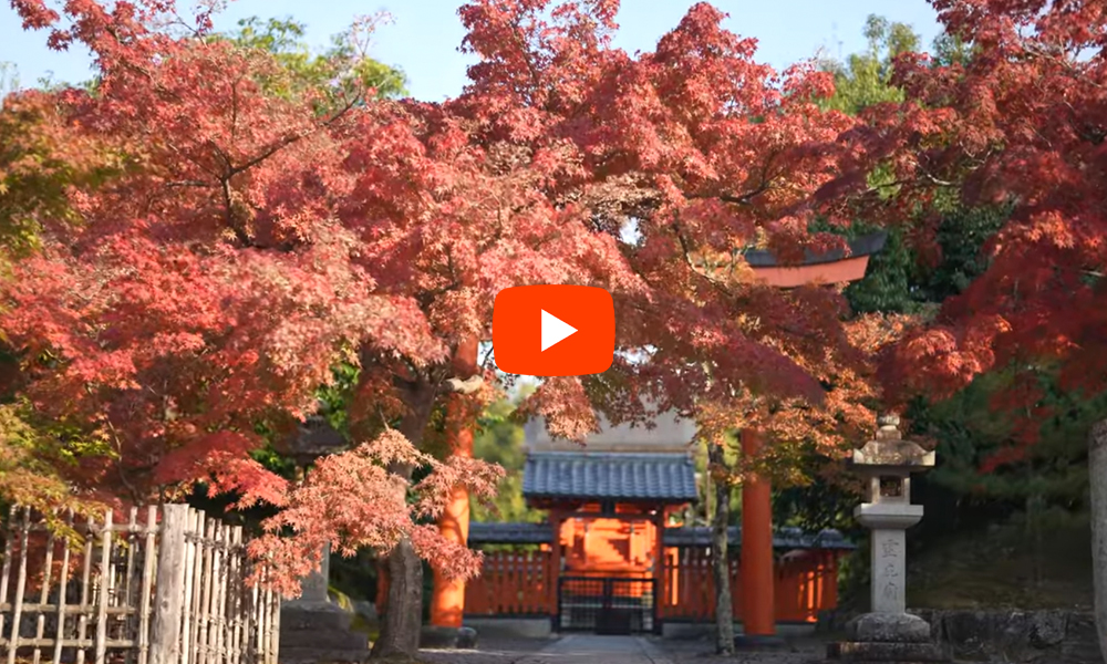 京都 天龍寺 紅葉(4K) カエデ・エリシア京都 caede|L’ELISIR KYOTO