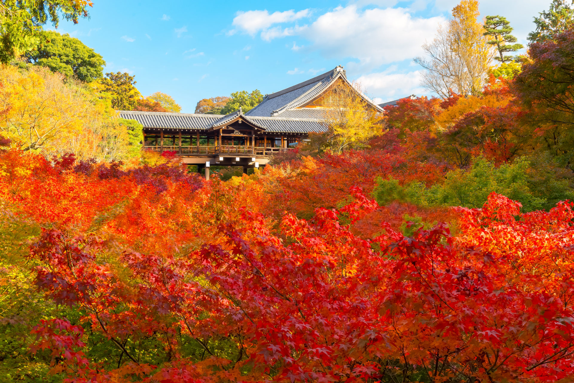京都　東福寺　紅葉絶景