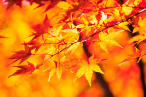 紅葉