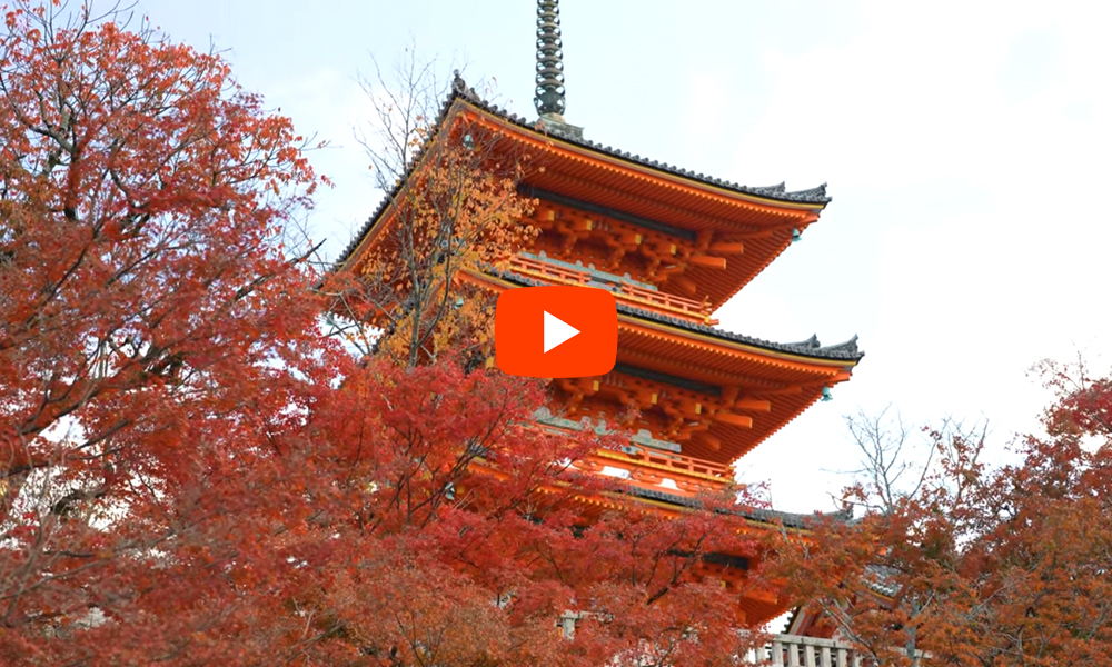 京都 清水寺 紅葉(4K) カエデ・エリシア京都 caede|L’ELISIR KYOTO