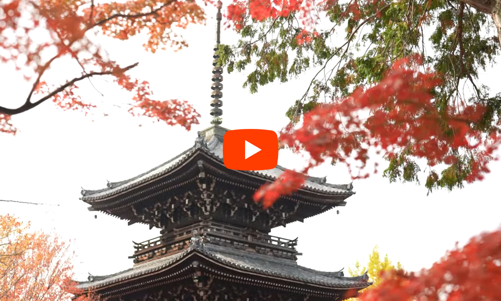 京都 真如堂 紅葉(4K) カエデ・エリシア京都 caede|L’ELISIR KYOTO