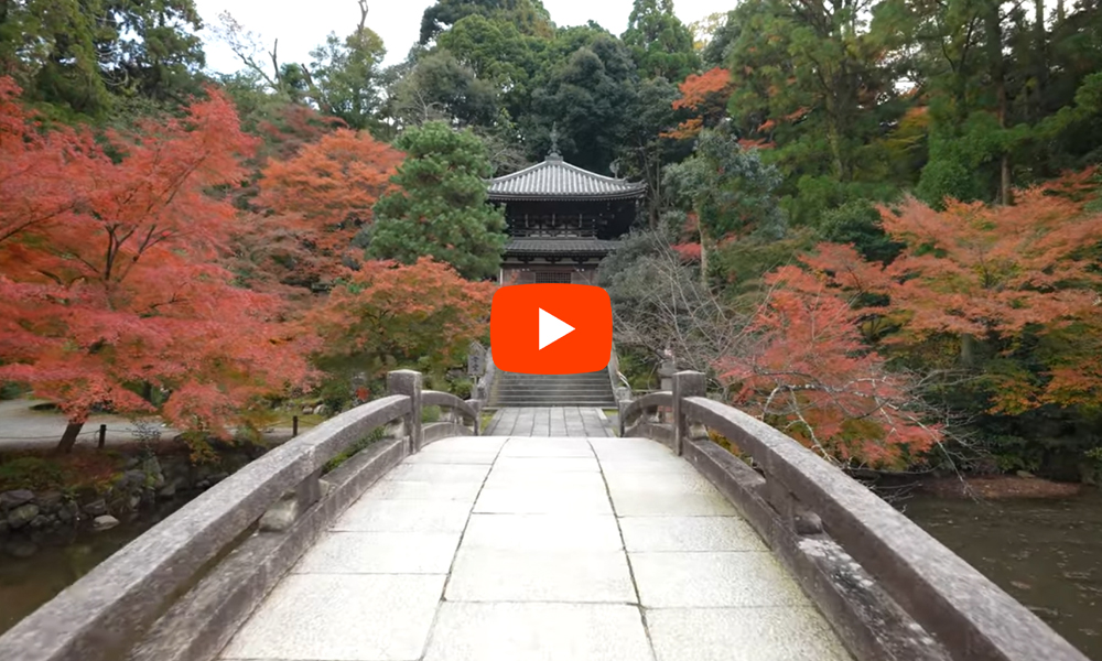 京都 知恩院 紅葉(4K) カエデ・エリシア京都 caede|L’ELISIR KYOTO