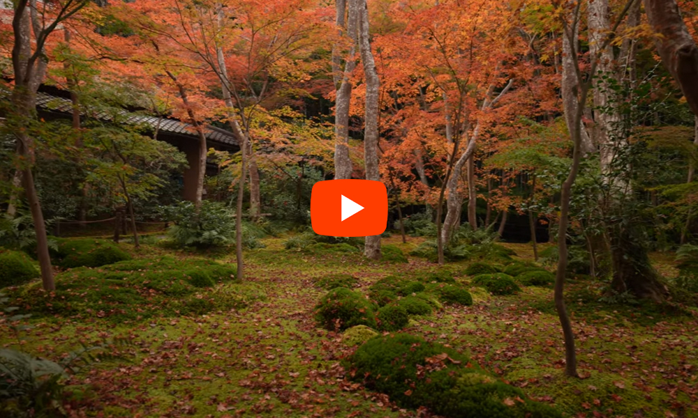 京都 祇王寺 紅葉(4K) カエデ・エリシア京都 caede|L’ELISIR KYOTO