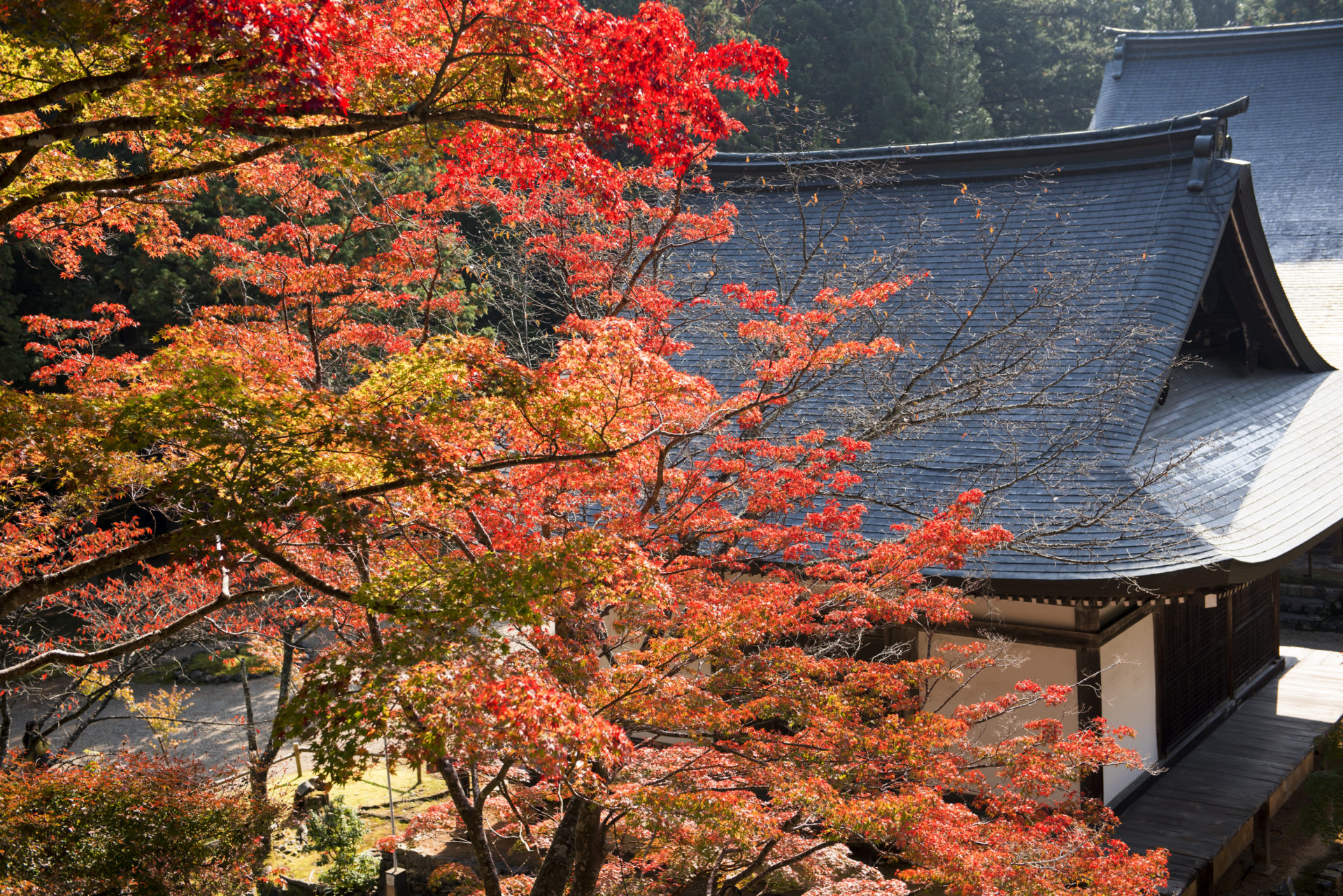 秋の神護寺