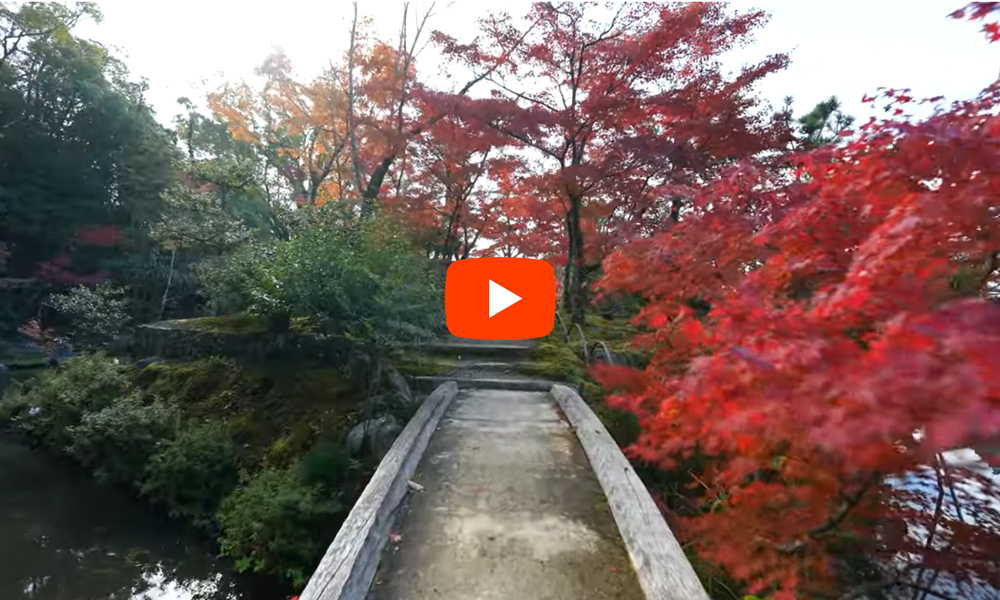 足利尊氏が創建した回遊式庭園が美しい　京都　等持院　紅葉(4K) カエデ・エリシア京都 caede|L’ELISIR KYOTO