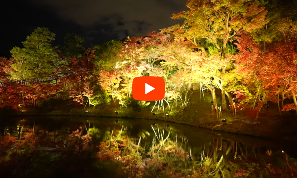 京都　高台寺のライトアップ：紅葉のライトアップで人気の高い「高台寺」の2021年秋の夜間特別拝観