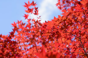 鮮やかな紅葉と青空