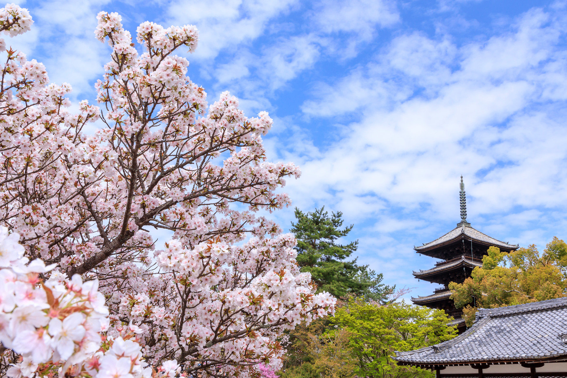 桜の名所 と言われている場所が多くある京都 4月中旬に見頃を迎える名所は Caedekyoto カエデ京都 紅葉と伝統美を引き継ぐバッグ