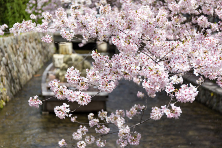 いつまで京都の桜を楽しむことが出来る？これからでもまだ間に合う名所もご紹介！