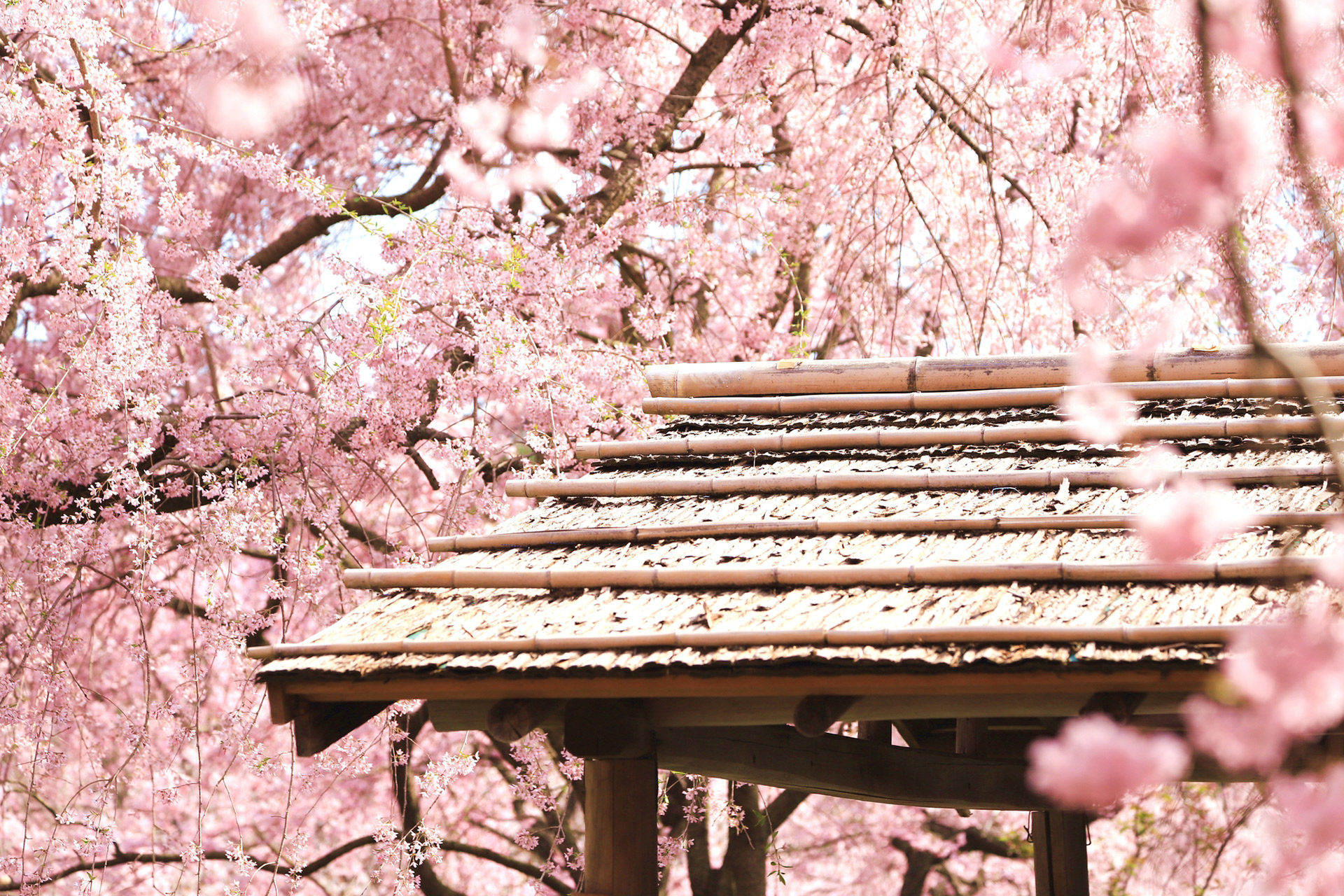 今年のお花見の場所はもう決まりましたか 京都の中でもおすすめのお花見スポットをご紹介 Caedekyoto カエデ京都 紅葉と伝統美を引き継ぐバッグ