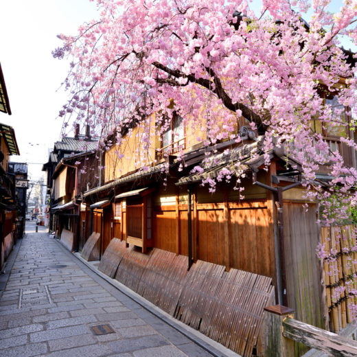 京都の平安神宮で見られる、桜の絶景とは？ | caedeKyoto[カエデ京都] 紅葉と伝統美を引き継ぐバッグ