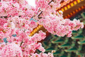 pink-cherry-blossoms