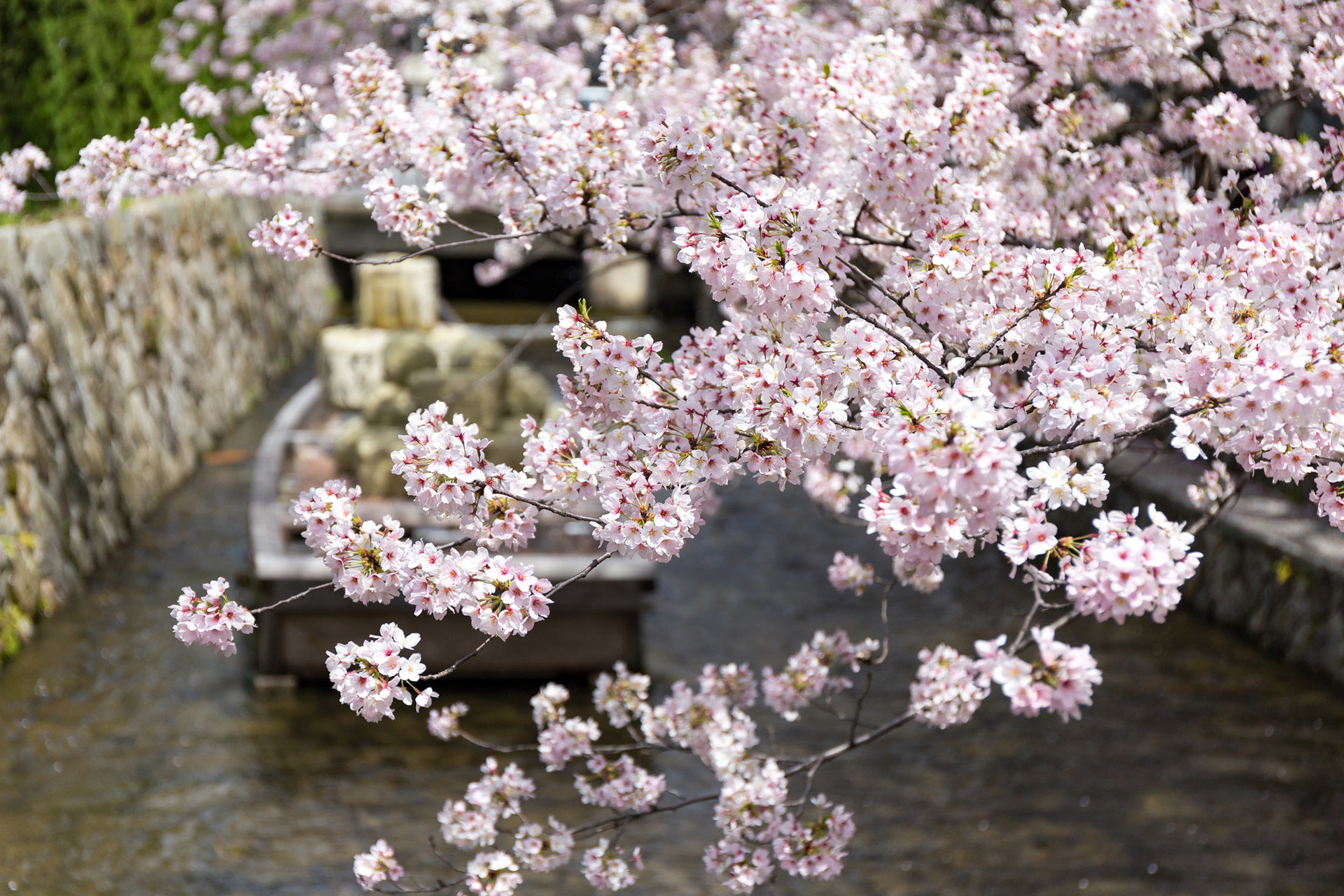 京都-木屋町-桜