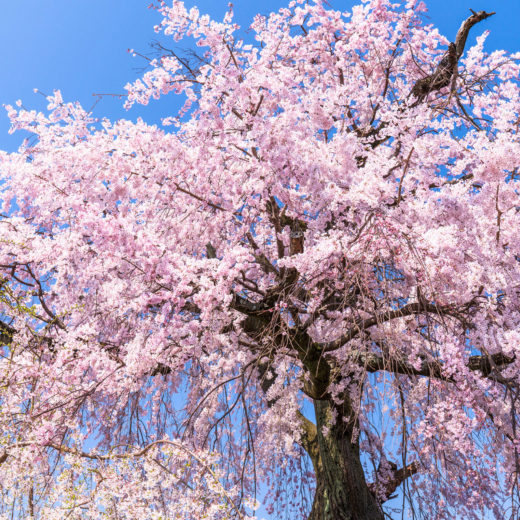 京都-枝垂れ桜