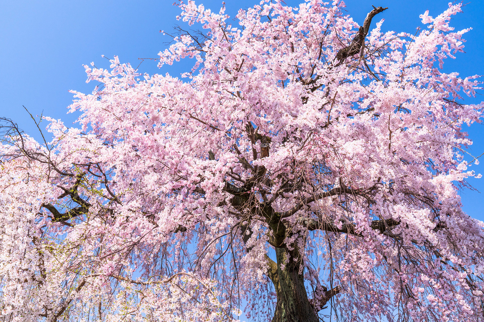 いつまで京都の桜を楽しむことが出来る？これからでもまだ間に合う名所もご紹介！ caedeKyoto[カエデ京都