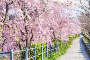 京都-鴨川-桜