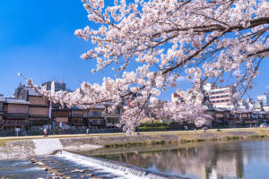 京都-鴨川沿い-桜