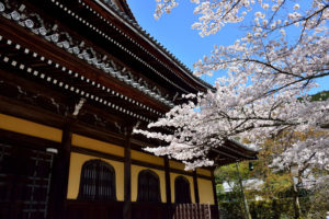 南禅寺-桜
