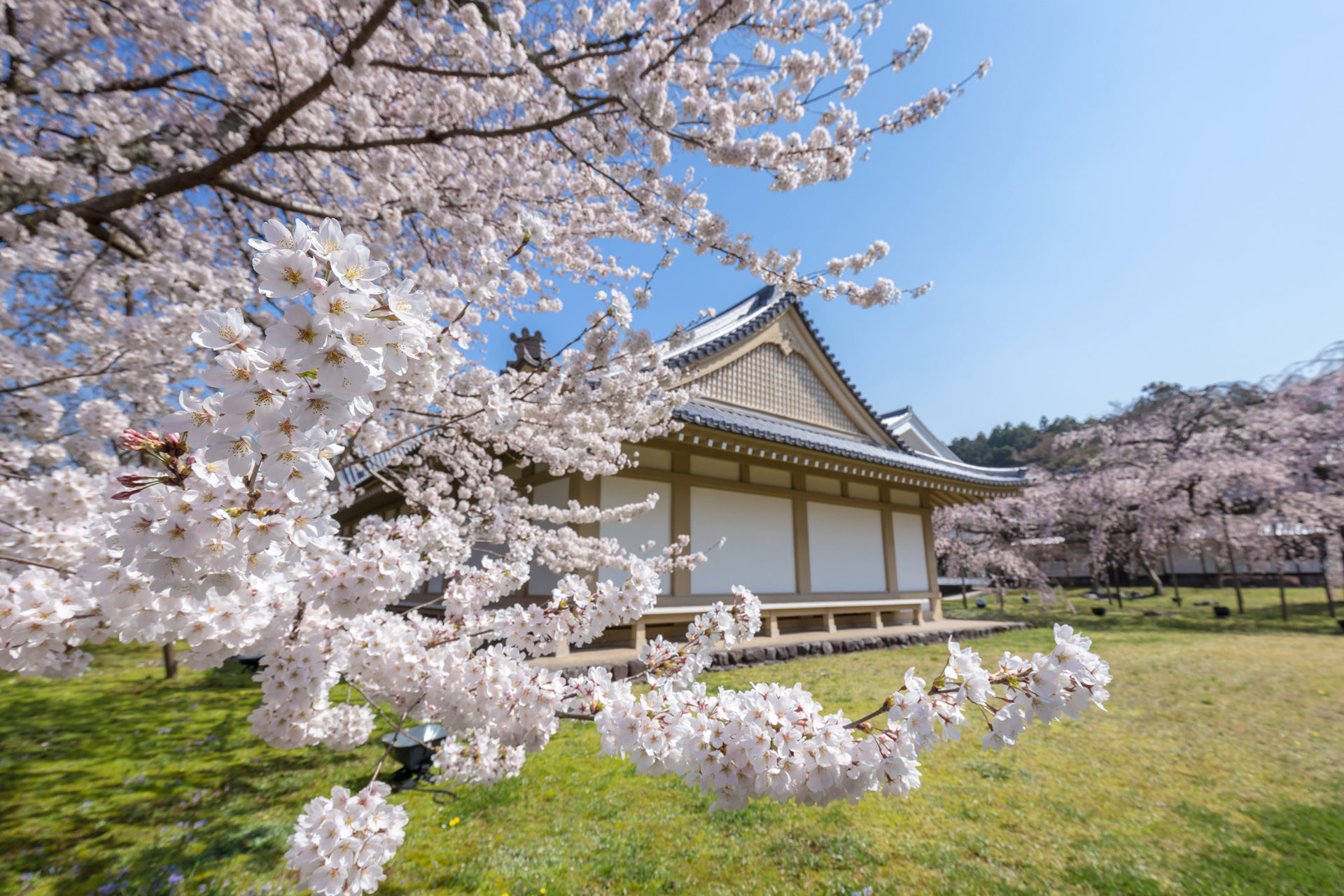 春の醍醐寺