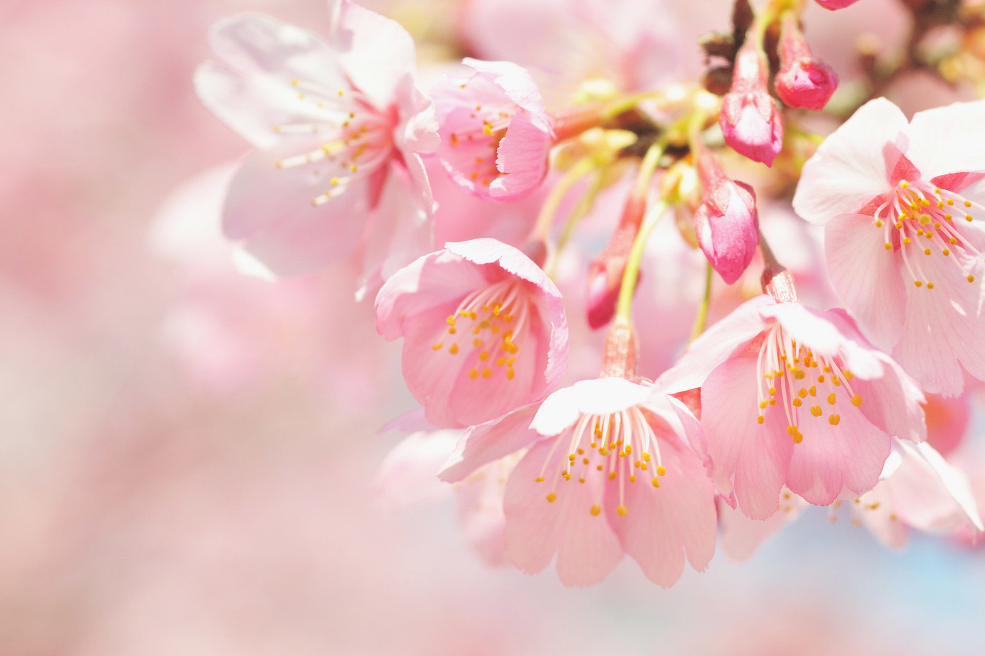 桜-ピンク-開花