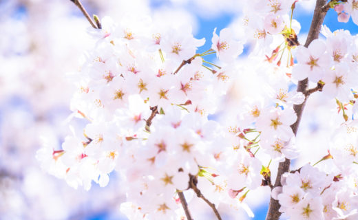 桜-白-開花