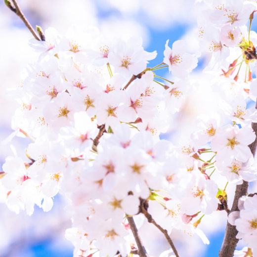 桜-白-開花