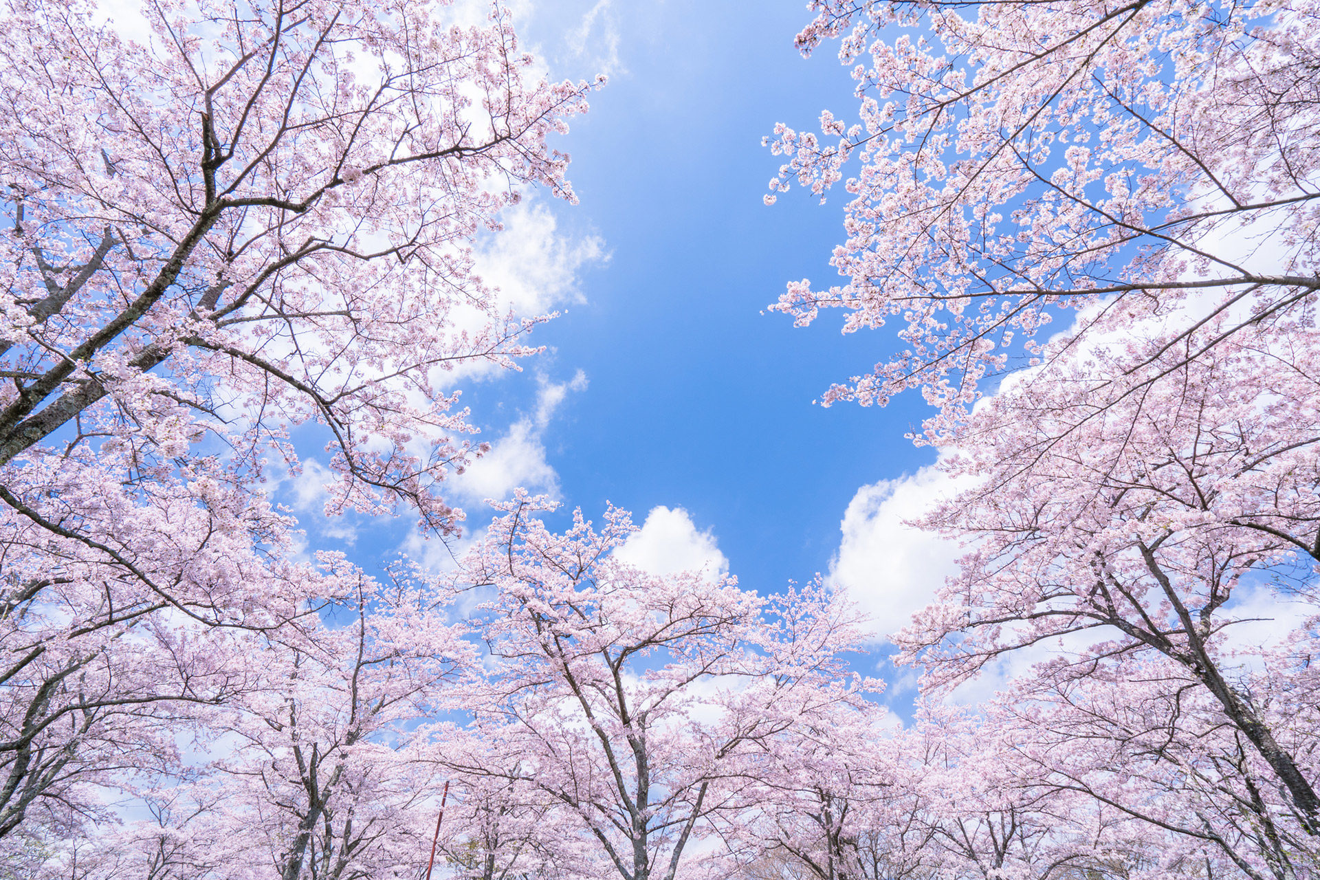 桜-綺麗-景色