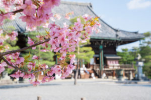 清水寺-桜
