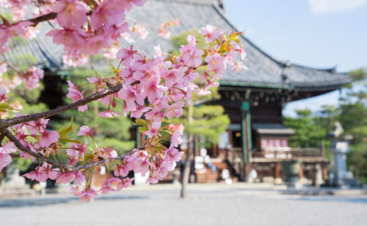 清水寺-桜